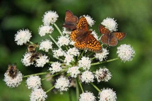 Abeilles et papillons