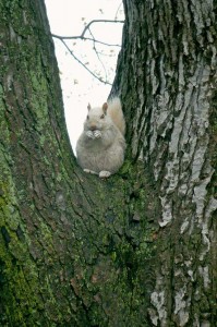 Ecureuil au Québec