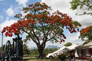 Flamboyant La Réunion