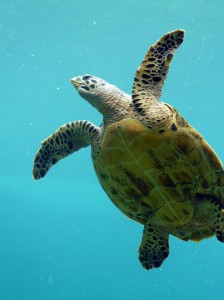 La danse de la tortue