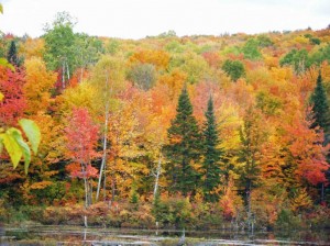 Les feuilles au Québec