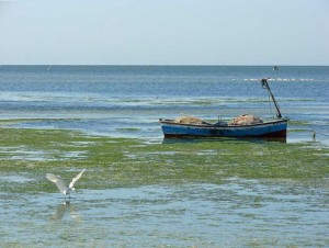 Mouette