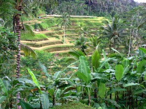 Rizières à Bali