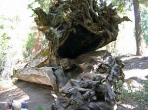 Un géant millénaire à terre à Séquoia Park