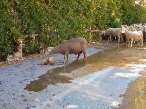 Transhumance - agneau venant de naître