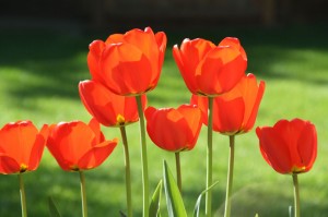 Tulipes hémoises