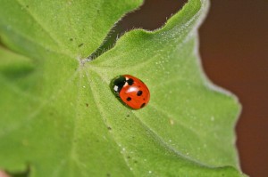 coccinelle