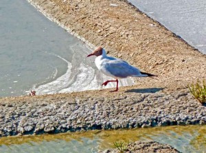 promenade