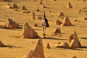 Autruche dans le désert Ouest de australien