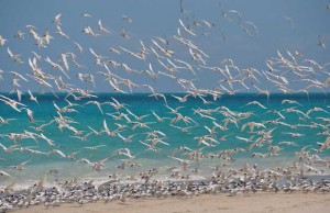 Envol sur la côte Ouest de l'Australie