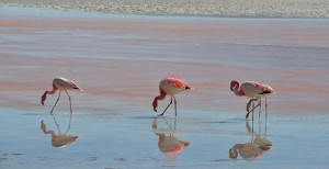 Flamants roses dans la Cordillère bolivienne