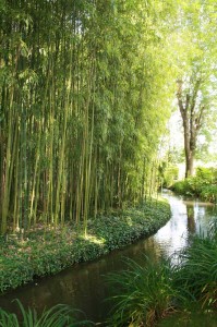 Forêt de bambous