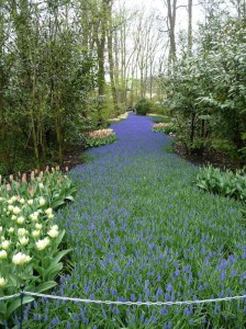 Rivière de fleurs