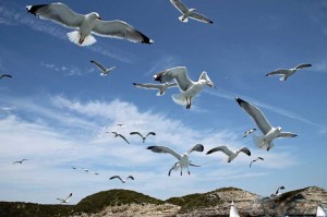 Vol de goélands en Corse