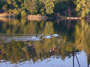 cygne