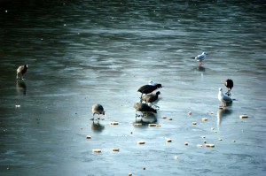 dejeuner sur l'eau