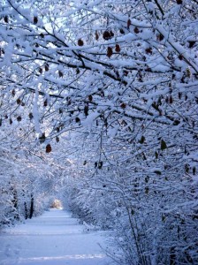 manteau de neige2