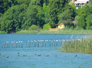 Lac du Bourget