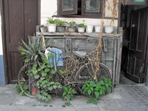 Vélo botanique à Shangai
