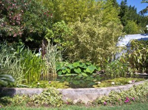 Roquebrune sur Argens - le héron