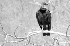 Rapace au Mexique