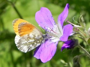 Aurore posé sur une fleur