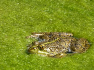 Grenouille au parc du Château de Hardelot