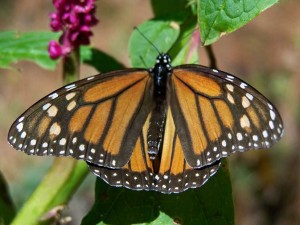 Mexique - papillon Monarque