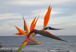 Oiseau du Paradis Gran-Canaria