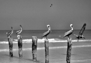 Oiseaux sur bouchots