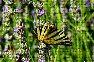 Papillon sur lavande